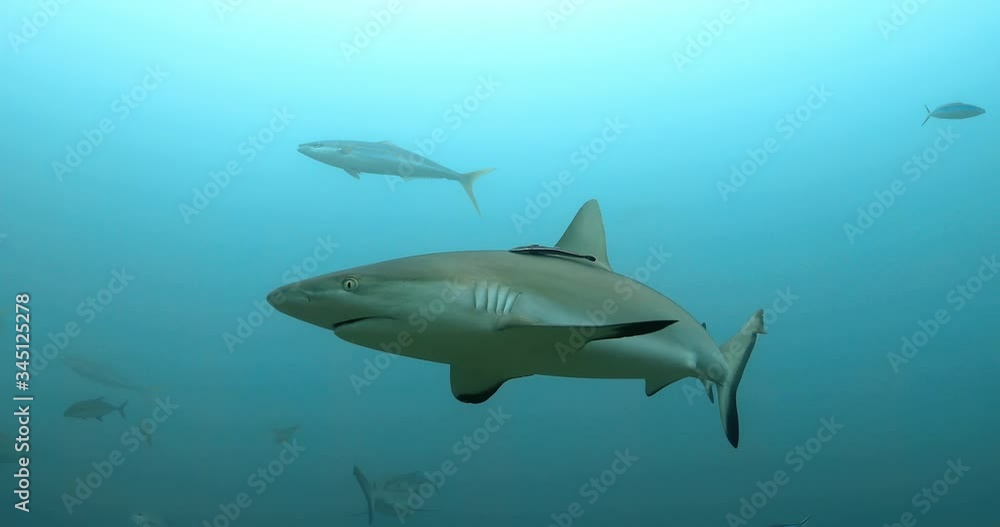 Sharks and fishes swim in the Pacific Ocean. Underwater marine life with grey sharks and fishes near coral reef in the Sea. Diving in the clear water - close up Sharks and fishes swim in the Pacific Ocean. Underwater marine life with grey sharks and fishes near coral reef in the Sea. Diving in the clear water - close up