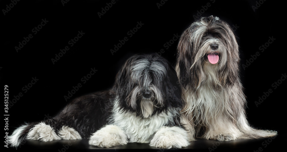 Shaggy company, two Tibetan terriers on a black background Shaggy company, two Tibetan terriers on a black background