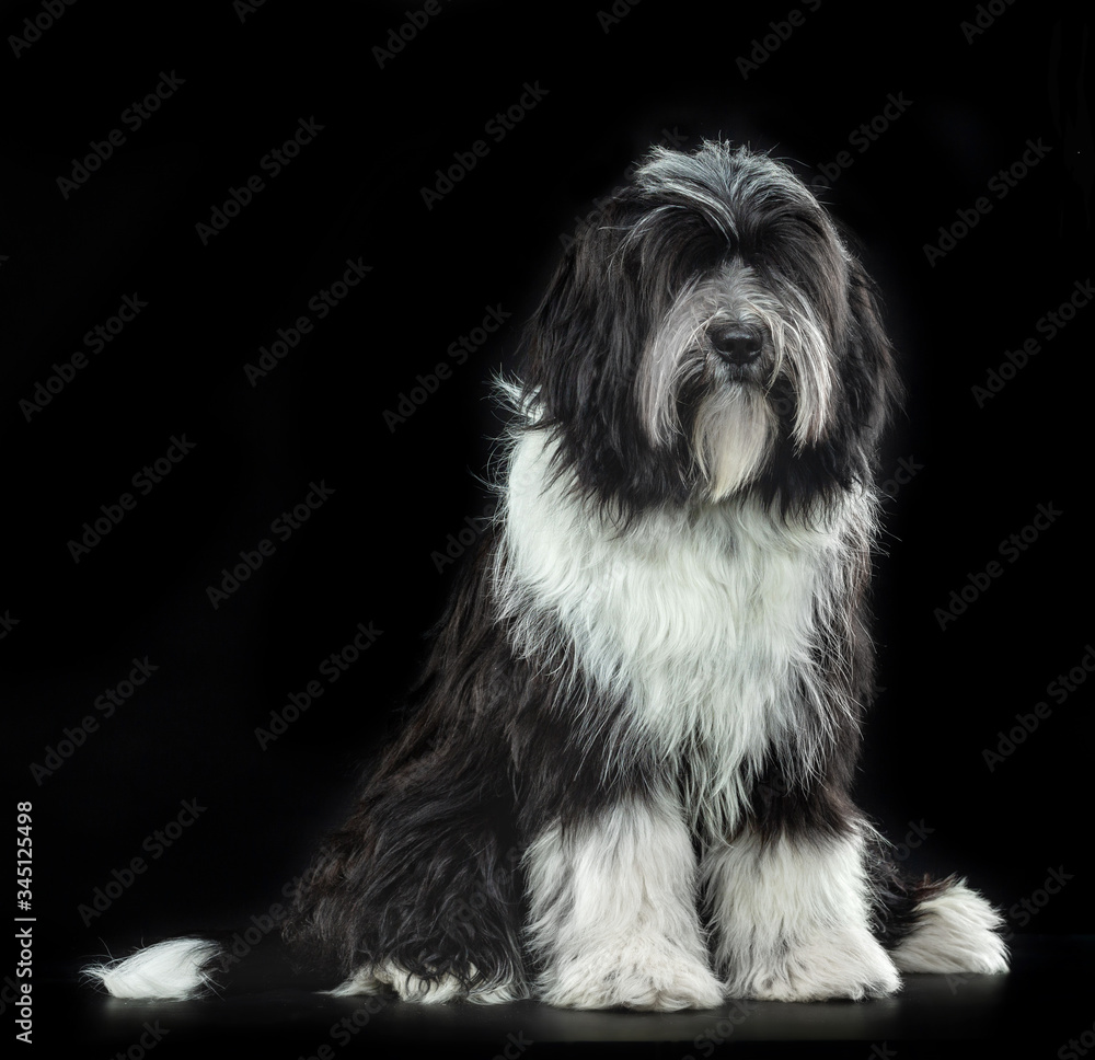 Tibetan Terrier, a dog sitting on a black background