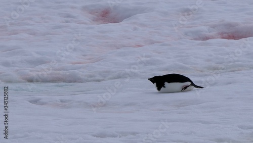Adelie penguin on snow sliding on its belly, at Stonington Islands © HWL Photos