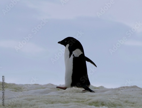 Adelie penguin in Antarctica walking on snow  closeup  at Stonington Islands