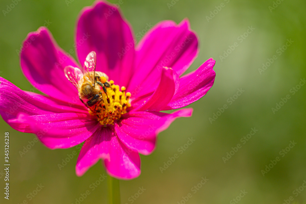 The bee is searching for nectar on the flowers in the garden, with the pollen of yellow flowers stuck in the bee.