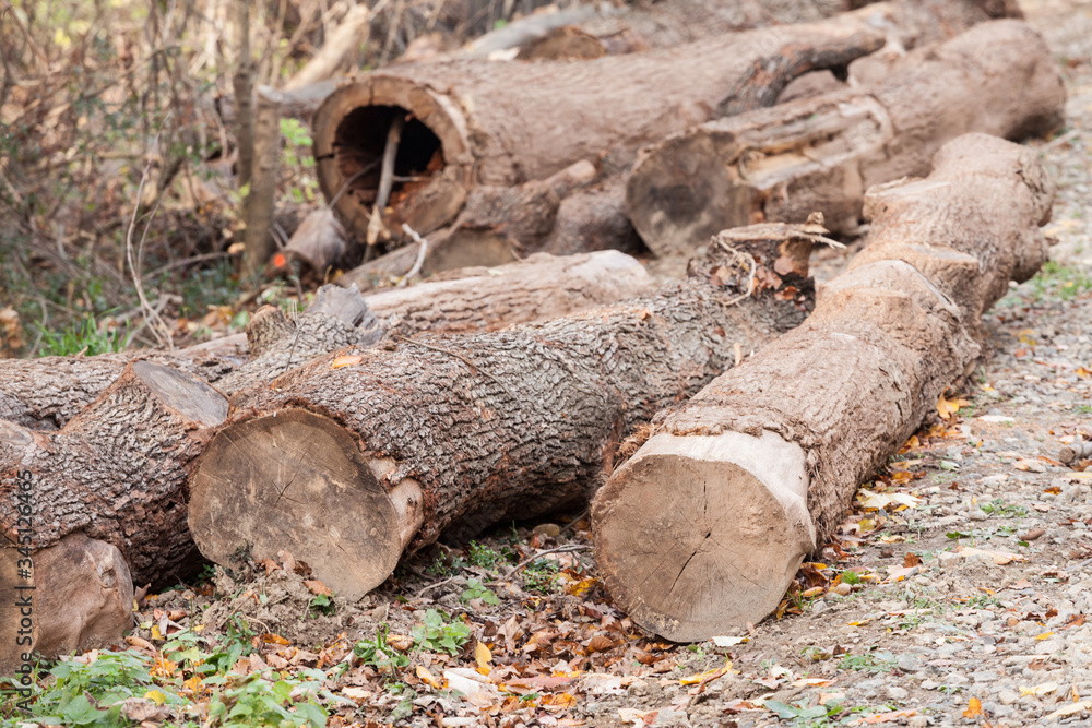 Wooden logs, timber, piled and stocked in a cutting tree area in a mountain forest, waiting to be processed
