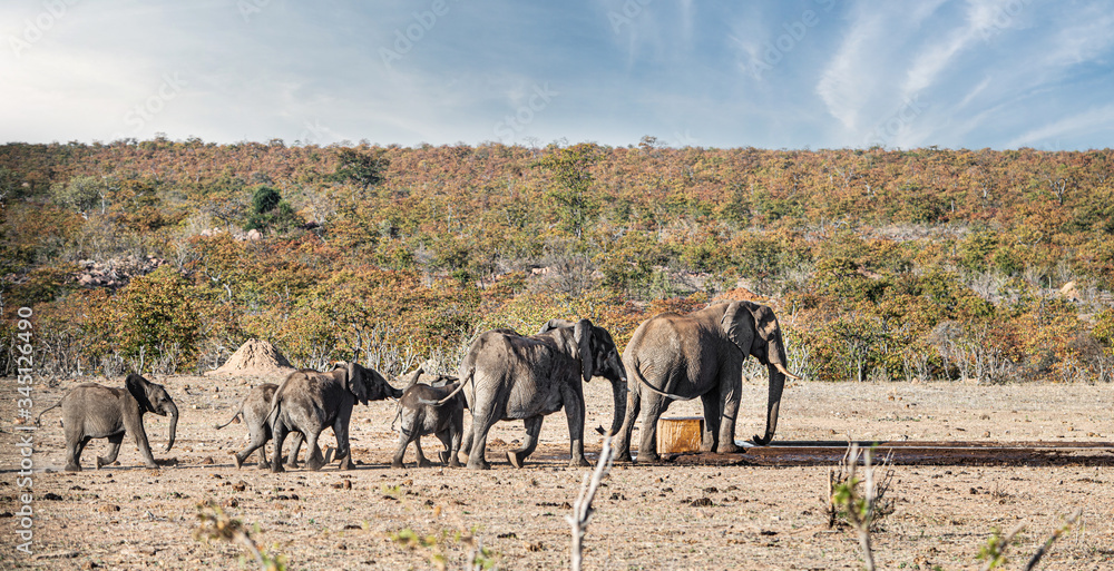 Obraz premium Elephant family at the Kruger National Park, South Africa