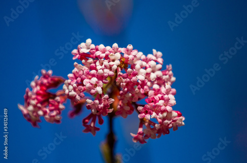 red and white flower