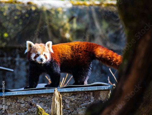 red panda bear