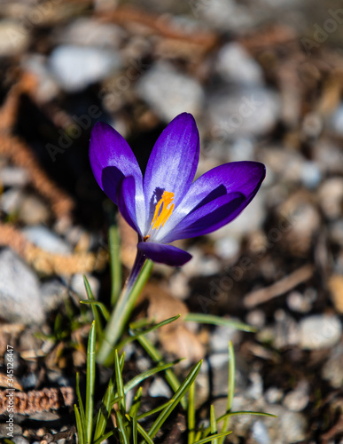spring crocus flowers