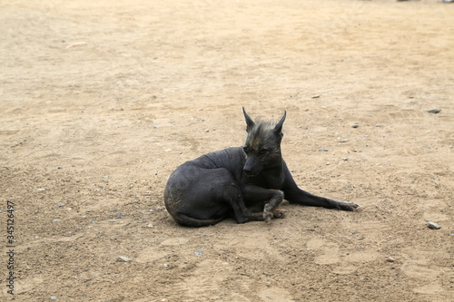 The Peruvian naked dog, national heritage