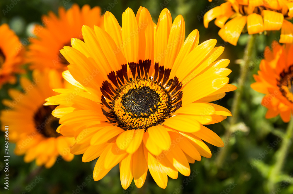 Obraz premium ベニジウム 寒咲き蛇の目菊 capedaisy