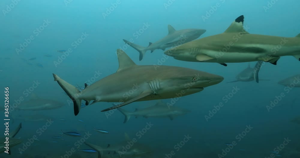 Sharks and fishes swim in the Pacific Ocean. Underwater marine life with grey sharks and fishes near coral reef in the Sea. Diving in the clear water - close up Sharks and fishes swim in the Pacific Ocean. Underwater marine life with grey sharks and fishes near coral reef in the Sea. Diving in the clear water - close up