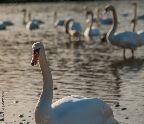 swan on the water