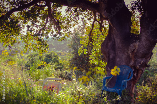 Landscape of hills in a green forest with a big tree and shadows