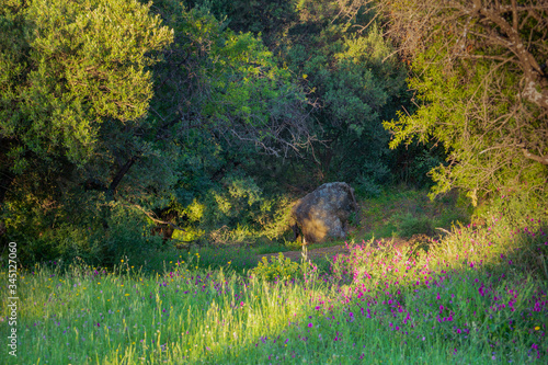 Landscape of a green forest in spring with a rock and shadows 4