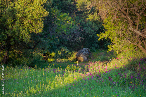 Landscape of a green forest in spring with a rock and shadows 3