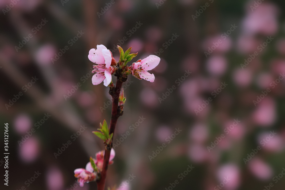 Blooming young pink flowers of peach, closeup shot with blur of natural background. Blooming young pink flowers of peach, closeup shot with blur of natural background.