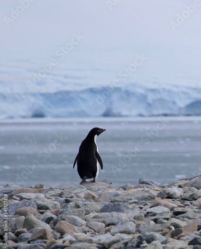 Adelie penguin in Antarctica on rocky beach with glacier in background  at Stonington Islands