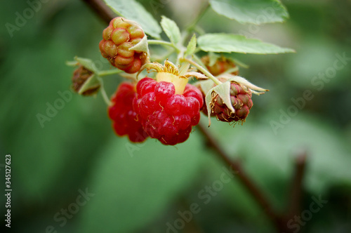 Two red raspberry among others unripe green berries