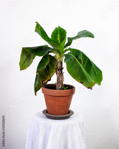 Banana plant (Musa Dwarf Cavendish)