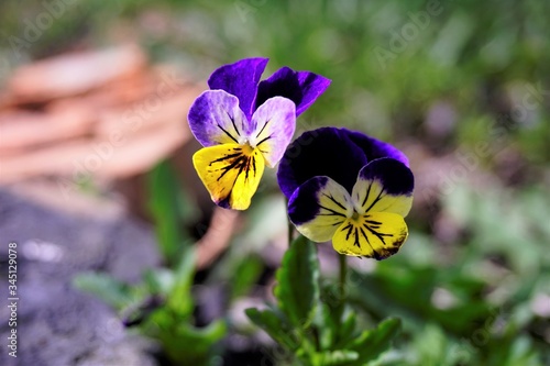 flowers violet tricolor or pansies Viola tricolor