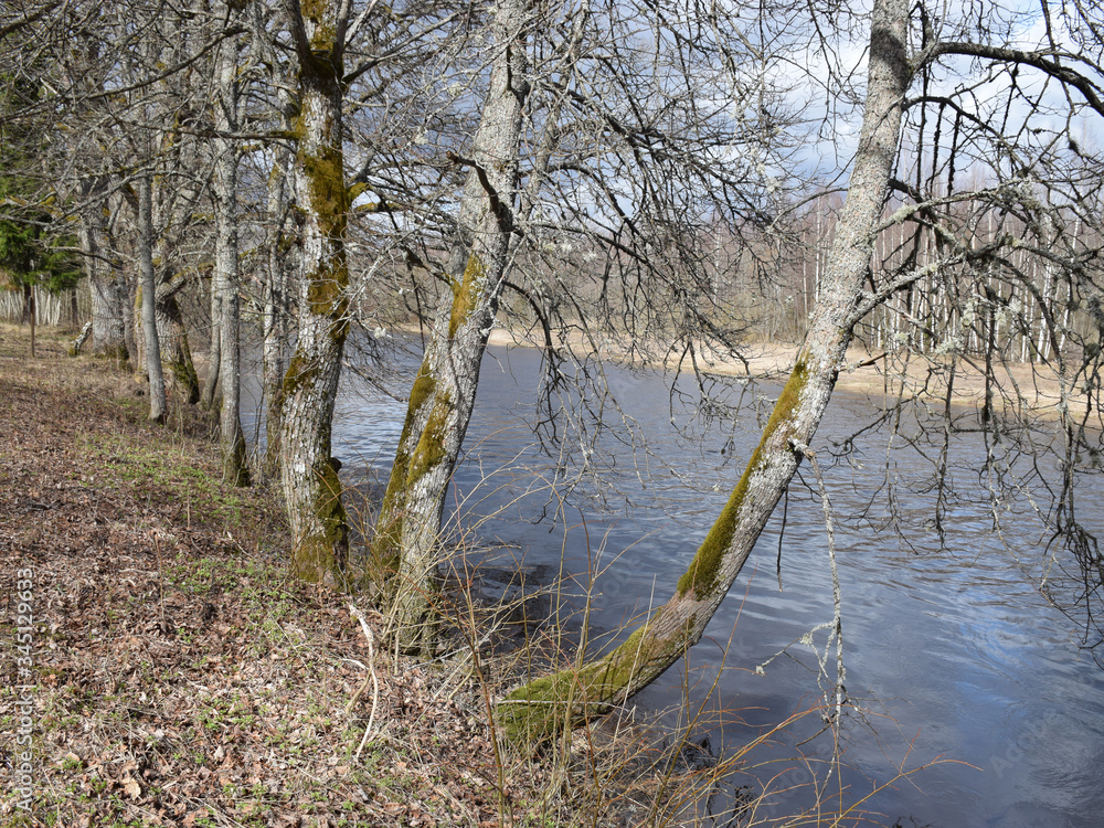 landscape with a small wild river, river banks covered with dry, old grass and fallen trees landscape with a small wild river, river banks covered with dry, old grass and fallen trees