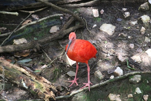 A beautiful Scarlet Ibis in the Birds of Eden free flight sanctuary, located in The Crags near Plettenberg Bay, Garden Route, South Africa, Africa.