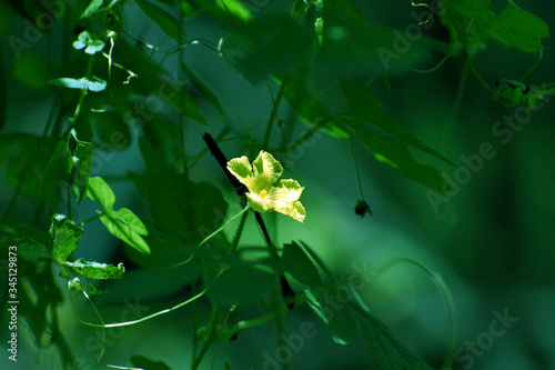 Bitter Guard (Bitter Melon) Flower