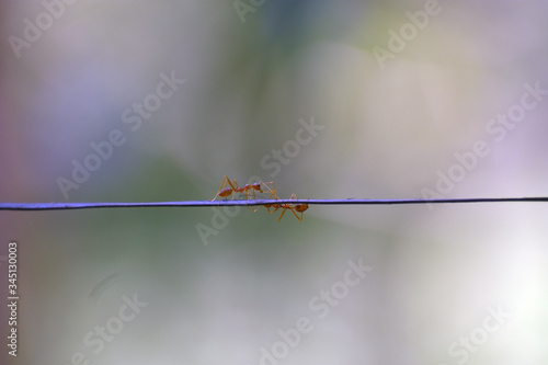 Ant Love, of course balanced !