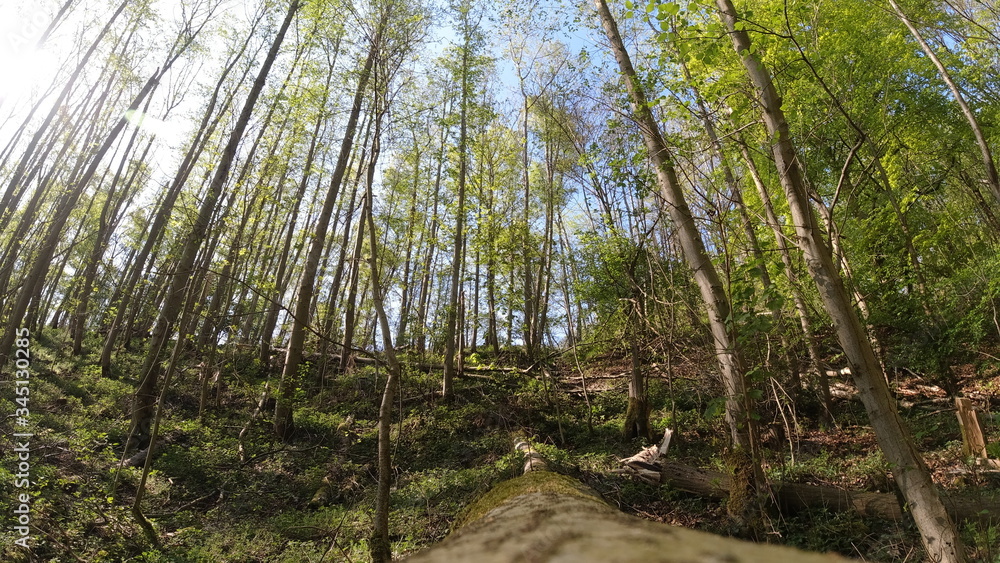 Wald, Bäume, Berge, Blätter