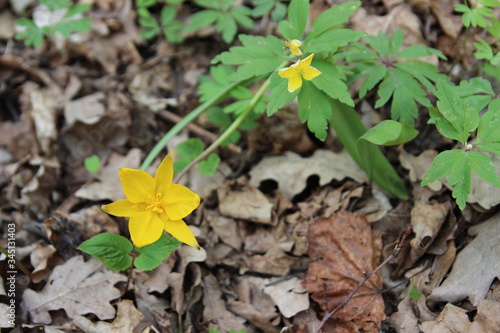 spring flowers