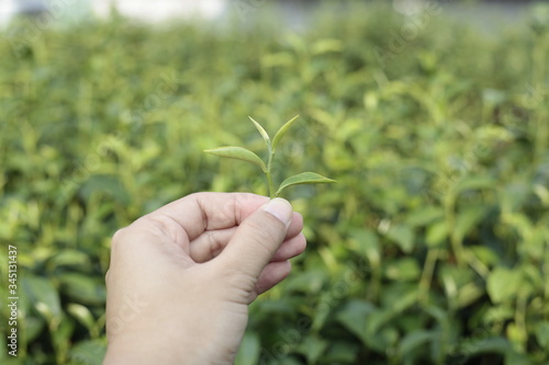 hand holding tea in a tea plant