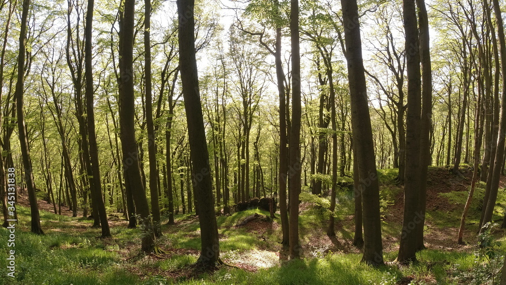 Naklejka premium Wald, Bäume, Sonnenschein