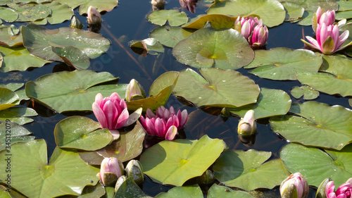 Botanical garden