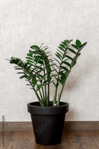 green flower in a black pot on a white wall background