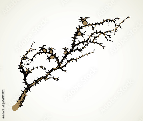 Branch of Blackthorn. Vector drawing