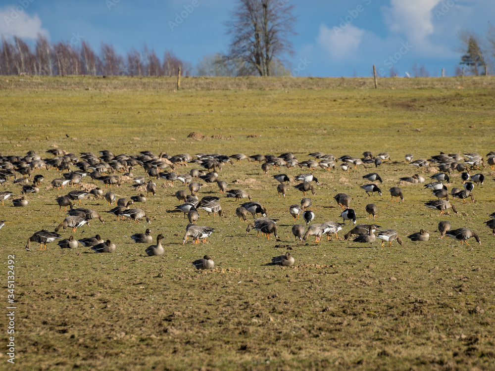 Agricultural field as place of stop-overs, geese make long stops in process of migration to replenish energy resources Agricultural field as place of stop-overs, geese make long stops in process of migration to replenish energy resources