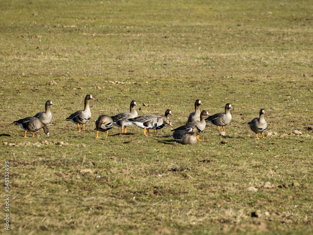 Agricultural field as place of stop-overs, geese make long stops in process of migration to replenish energy resources Agricultural field as place of stop-overs, geese make long stops in process of migration to replenish energy resources