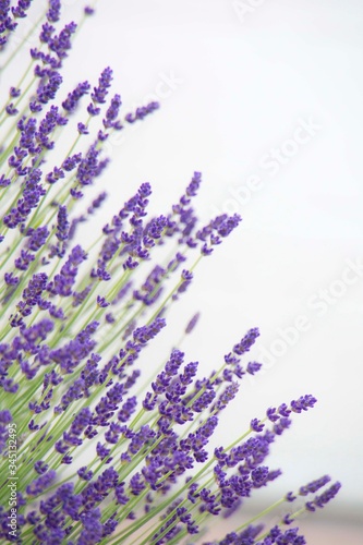 beautiful purple lavender flowers against a white background 