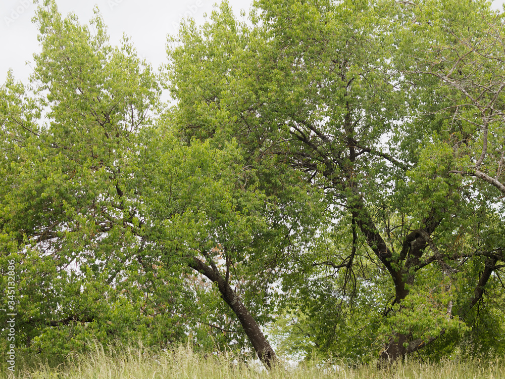 Fototapeta premium (Prunus mahaleb) Cerisier de Sainte-Lucie ou faux merisier 
