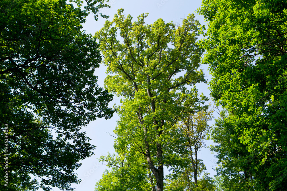 Fototapeta premium Arbre et feuille en foret
