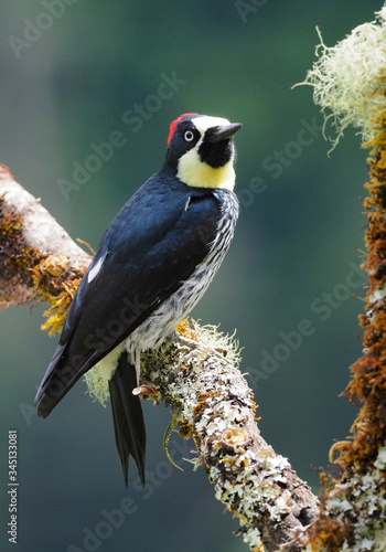 Eichelspecht auf flechtenüberzogenem Baum in Costa Rica