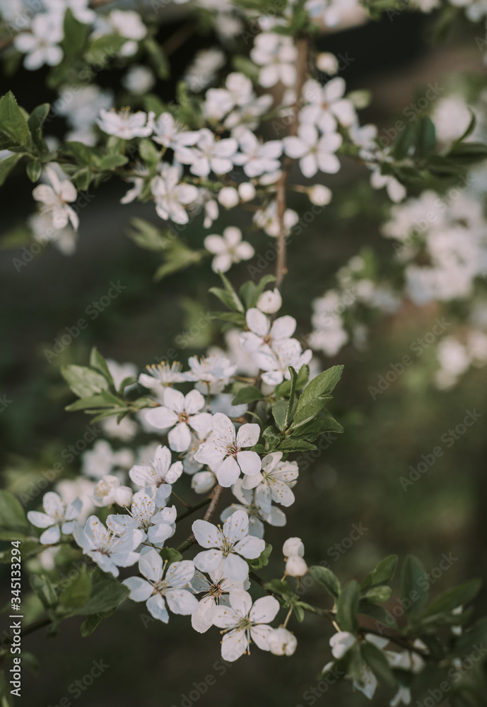 White flower. White background. Nature. White flowers on a tree. White flower. White background. Nature. White flowers on a tree.