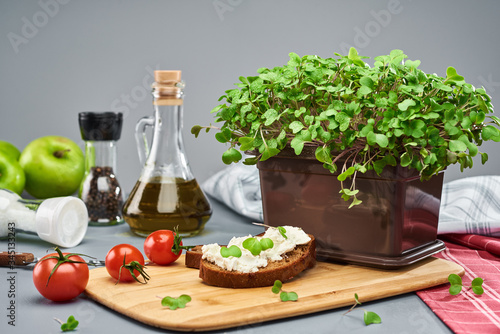 Young micro green broccoli in a plastic box and a sandwich with cottage cheese and greens on dark bread, on the kitchen cutting Board. Sprouts are sprayed with water. Greens grown at home.