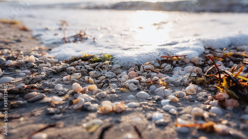 Qatar sunset view with shells from seaside © Anna Suvanova