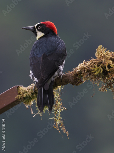 Eichelspecht (Melanerpes formicivorus)