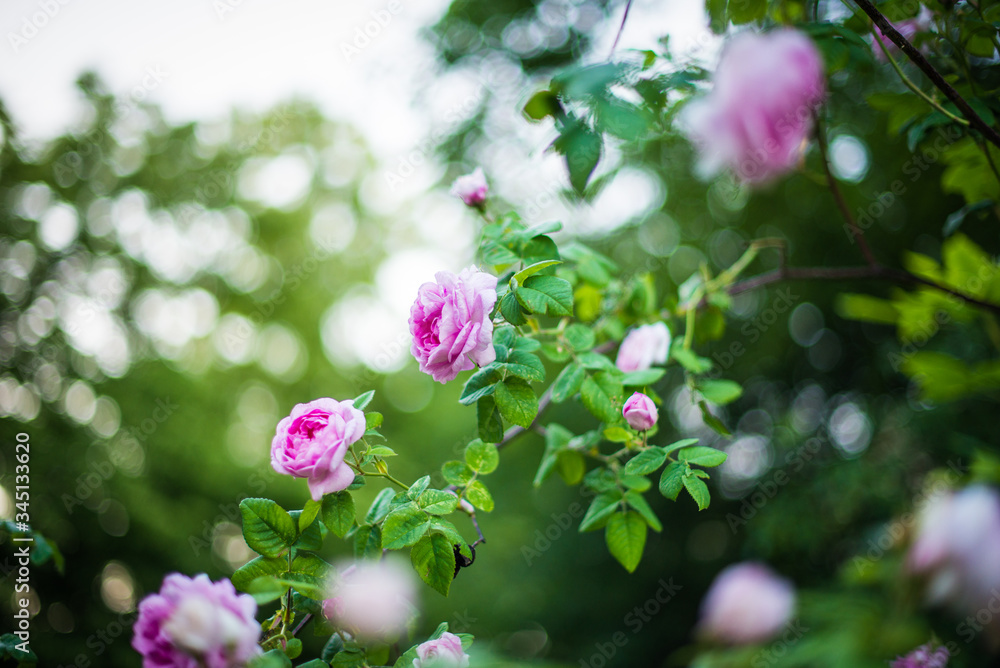Wild rose on a bush in a field Wild rose on a bush in a field
