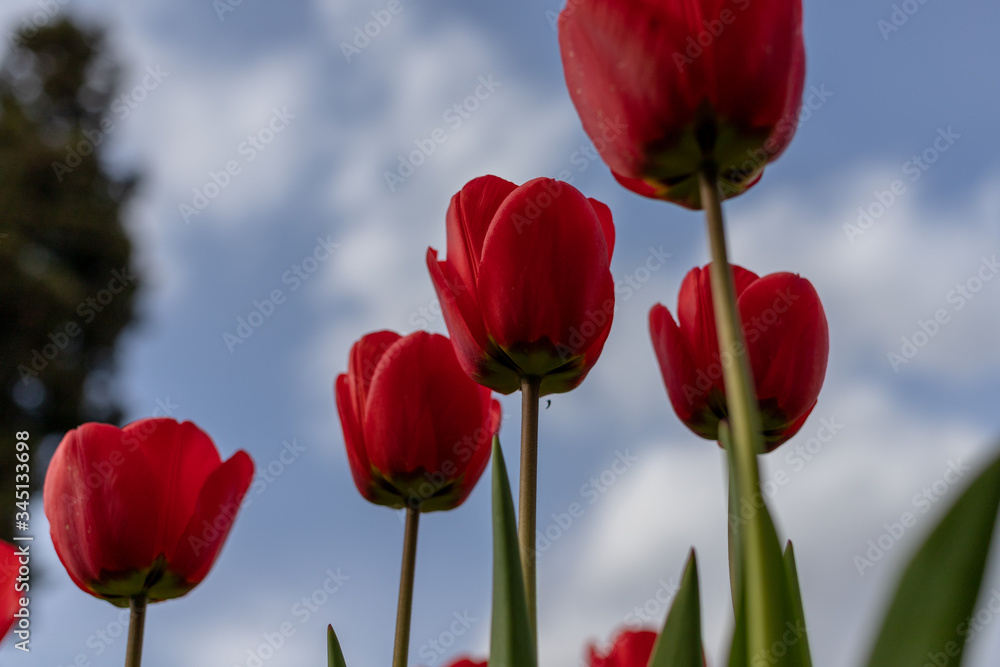 several scarlet tulips close to the camera are photographed from below on a blurry background of blue sky and clouds with a wonderful composition of the frame several scarlet tulips close to the camera are photographed from below on a blurry background of blue sky and clouds with a wonderful composition of the frame