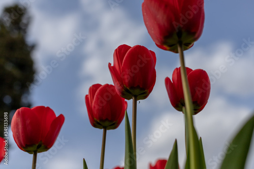 several scarlet tulips close to the camera are photographed from below on a blurry background of blue sky and clouds with a wonderful composition of the frame