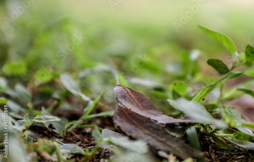 snail on the grass © deepak