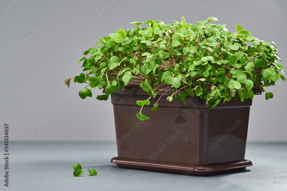 Young micro green broccoli in a plastic box on a gray background. Greens grown at home. Free space for text. Young micro green broccoli in a plastic box on a gray background. Greens grown at home. Free space for text.