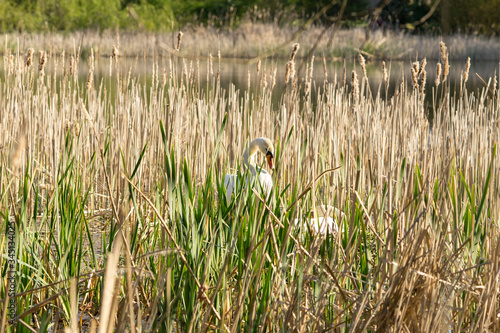 pair of swans